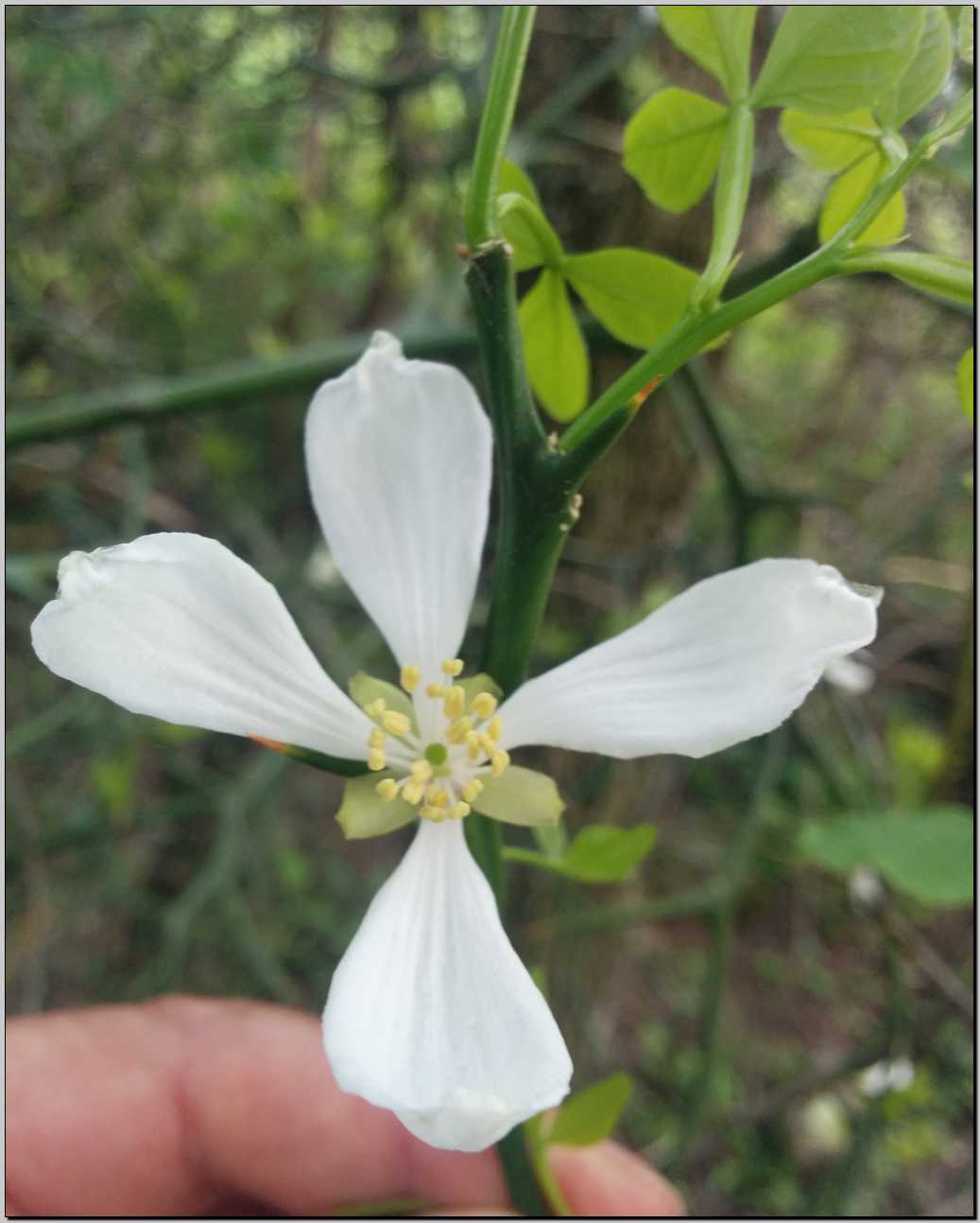 Poncirus trifoliata